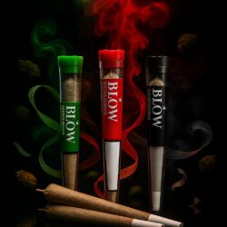 Blow CBD Multipack – 3 Sorten - 50 Joints